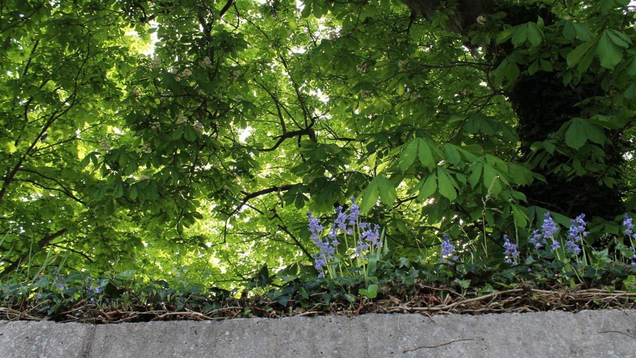 Bluebells and trees